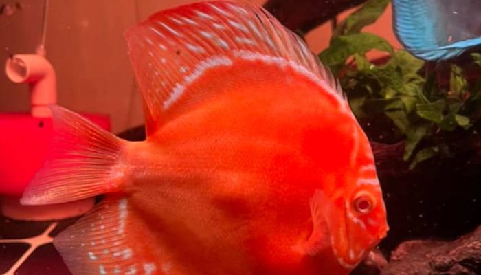 Ikan Discus Bisa Mati Hanya Karena 1 Kesalahan Kecil—Penghobi Wajib Tahu