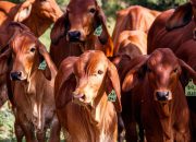 Lonjakan Produksi Brazil Redakan Ketatnya Pasokan Daging Sapi Dunia