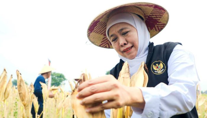 Gubernur Khofifah Bersama Kapolda Jatim Panen Raya Jagung Serentak di Sidoarjo, Proyeksikan Produksi 5,4 Juta Ton pada 2026