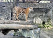 Kejaksaan Tinggi Jawa Timur Geledah Kebun Binatang Surabaya, Selidiki Dugaan Korupsi Pengelolaan Keuangan