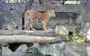 Kejaksaan Tinggi Jawa Timur Geledah Kebun Binatang Surabaya, Selidiki Dugaan Korupsi Pengelolaan Keuangan
