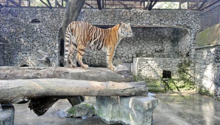 Kejaksaan Tinggi Jawa Timur Geledah Kebun Binatang Surabaya, Selidiki Dugaan Korupsi Pengelolaan Keuangan