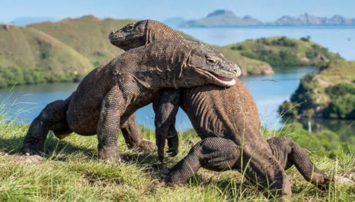 Program Konservasi Internasional, Komodo Indonesia Dipinjamkan ke Jepang