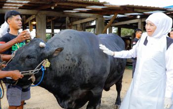 Gubernur Khofifah Kunjungi Wafa Farm, Sapi Belgian Blue Nyaris 1 Ton Disiapkan