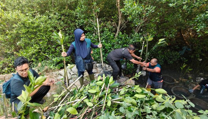 Ribuan Mangrove Ditaman di Sontoh Laut, TPS Dorong Kelestarian Lingkungan Pesisir