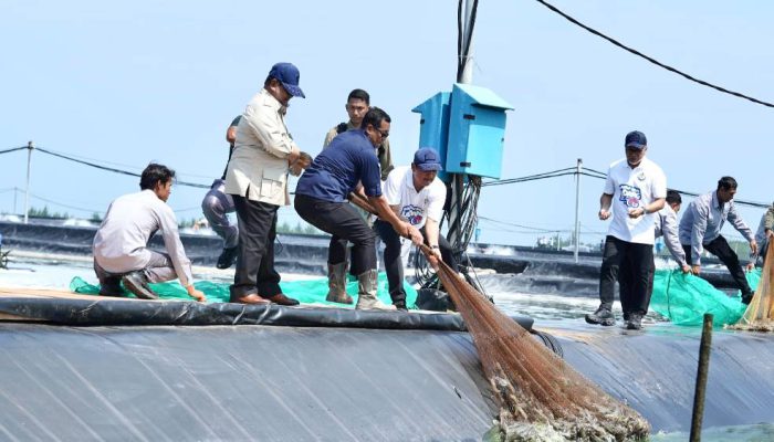 Prabowo Hadiri Panen Udang, Dorong Proyek Produktif Serap Tenaga Kerja