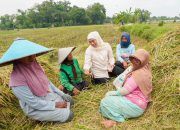 Jawa Timur Kembali Jadi Produsen Padi Terbesar Nasional, Gubernur Khofifah : Potensi Produksi Tembus 7,71 Juta Ton GKG