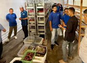 Program Budidaya Kepiting Soka Bawa PT Terminal Teluk Lamong Raih TJSL & CSR Awards 2026 Kategori Gold